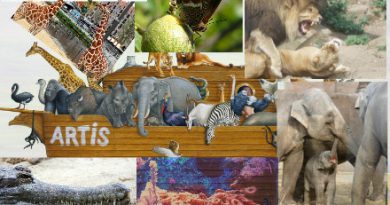 Natura Artis Magistra