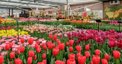 Keukenhof Holandia 2020