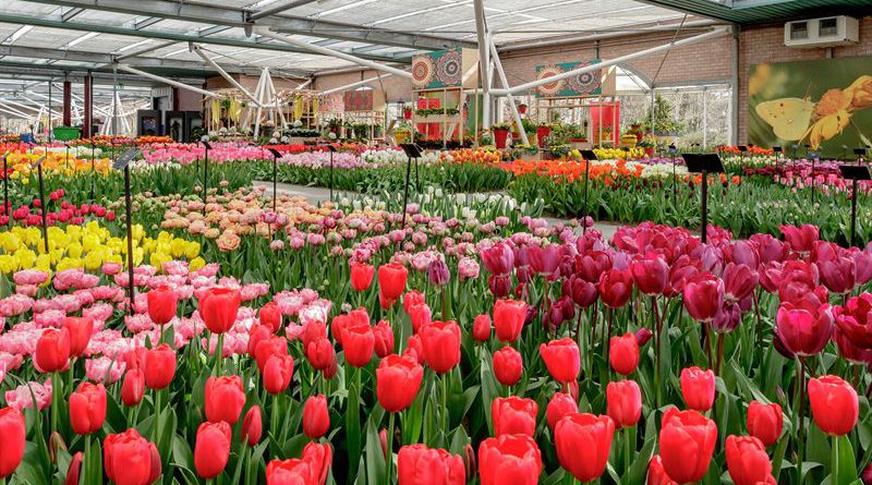 Keukenhof Holandia 2020