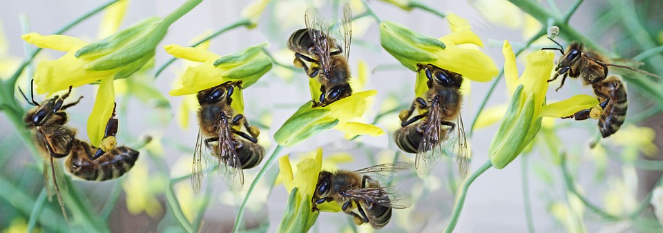 Niezbędne w holenderskiej kuchni (1): Boerenkool, czyli... jarmuż 11 bees 4520154 960 720
