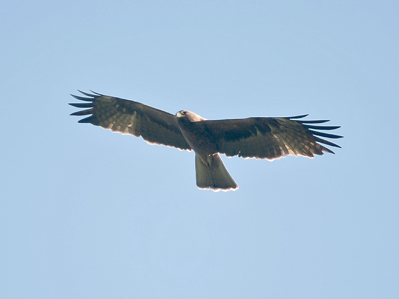 Bonellis Eagle I Himachal IMG 3231