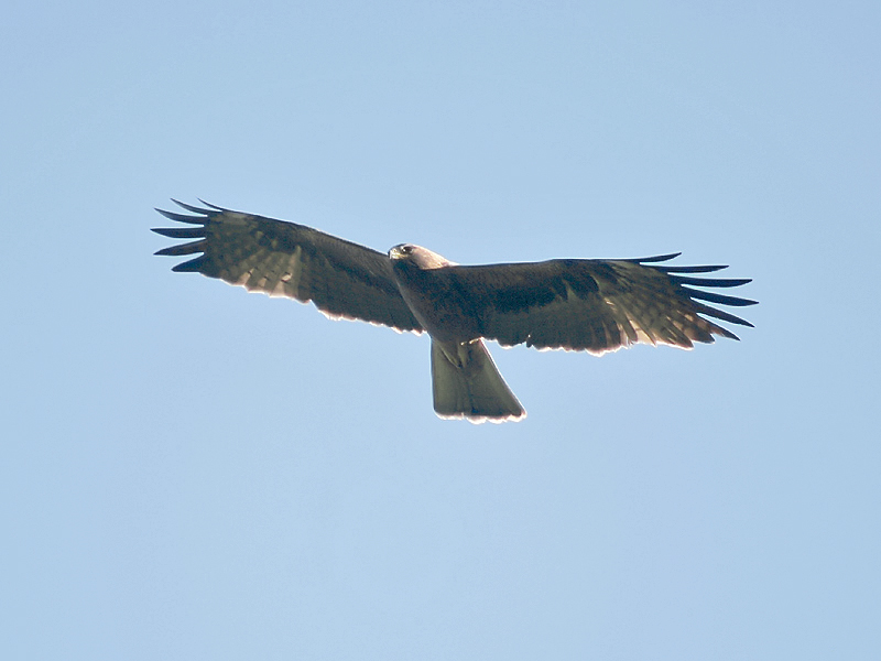 W Zelandii pojawił się niezwykle rzadki orzeł 11 Bonellis Eagle I Himachal IMG 3231
