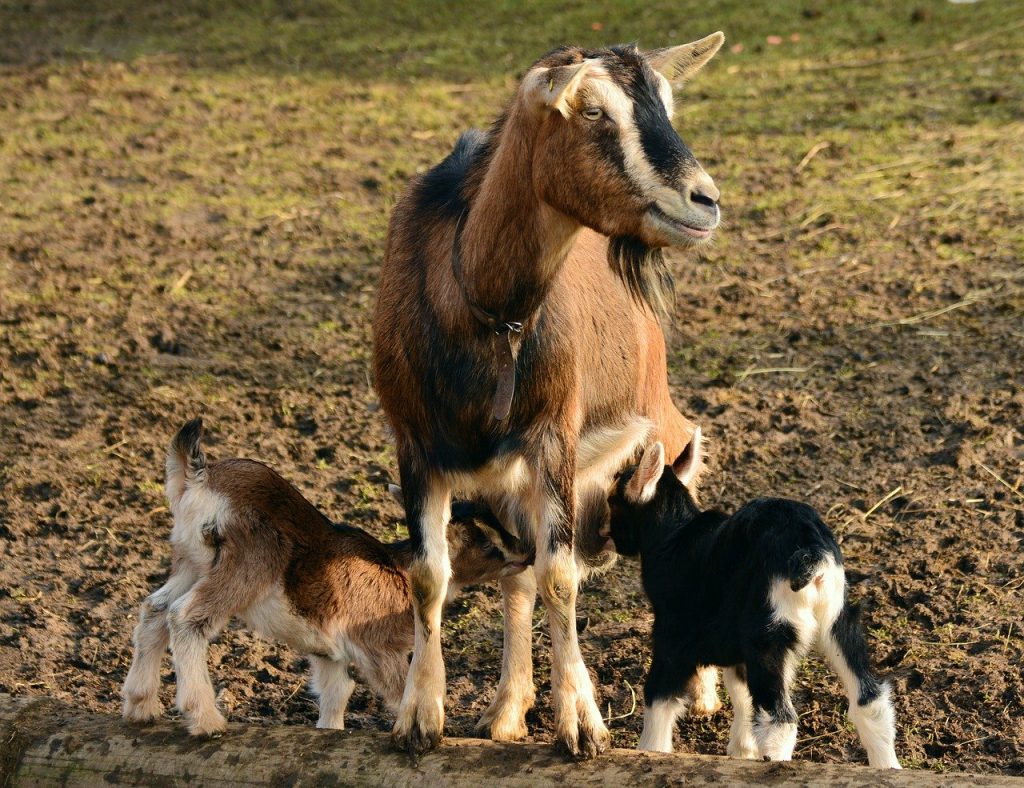 Koronawirus w NL: 38.245 zakażeń, 4.518 zgonów, najwięcej zapaleń płuc w pobliżu hodowli kóz! 11 goats 2052731 1280