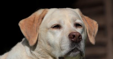 labrador diagnoza koronawirus Holandia 2020 kwiecień