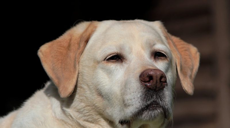 labrador diagnoza koronawirus Holandia 2020 kwiecień