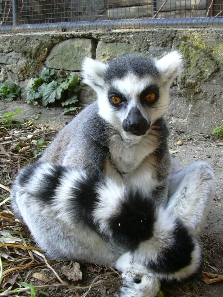 Wyjątkowe narodziny: w rotterdamskim zoo pojawiły się cztery małe lemurki katta 10 lemurslider