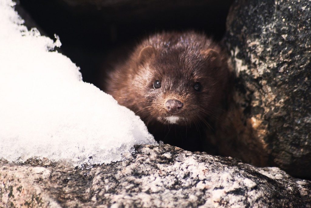 Koronawirus w NL: 37.845 zakażeń, 4.475 ofiar śmiertelnych, COVID-19 wykryty w hodowlach norek! 11 mink 1394881 1280