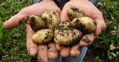 koronawirus Holandia ziemniaki kwiecień 2020