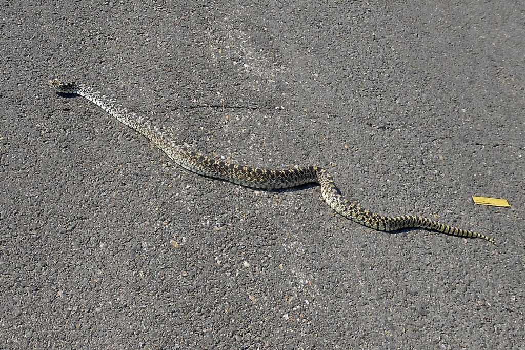 Na wybrzeżu Holandii zaroiło się od węży! 13 1280px Bull Snake Wyoming closeup