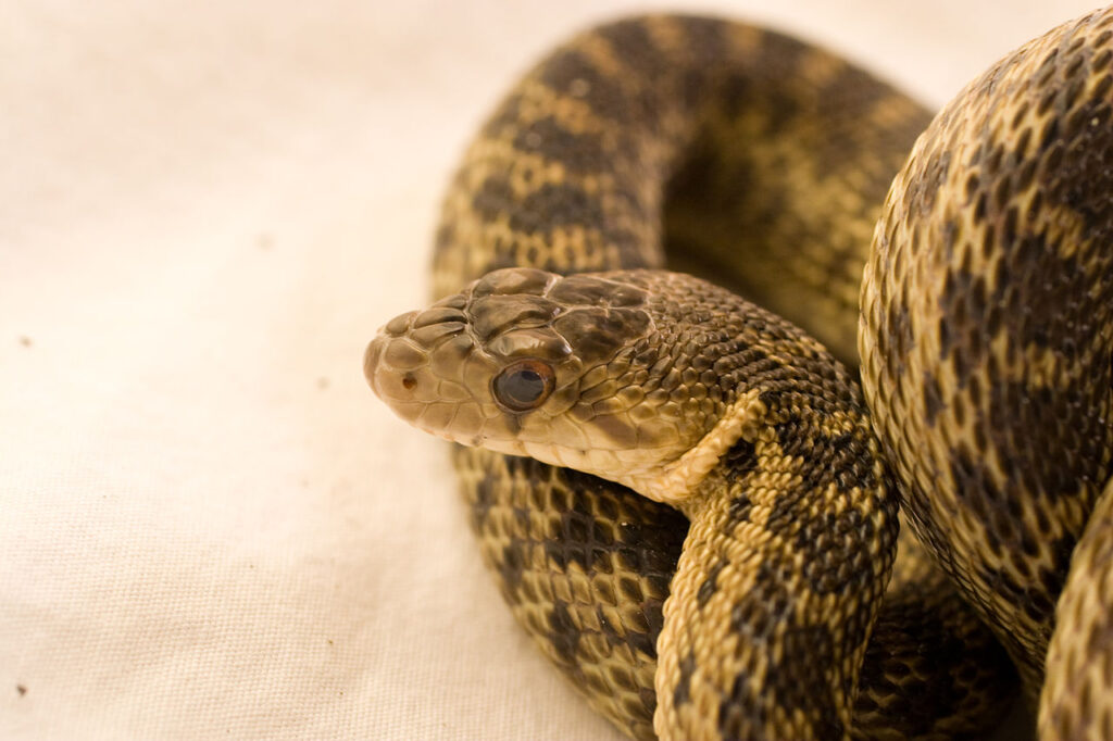 Na wybrzeżu Holandii zaroiło się od węży! 14 1280px Gopher Snake Pituophis catenifer 02