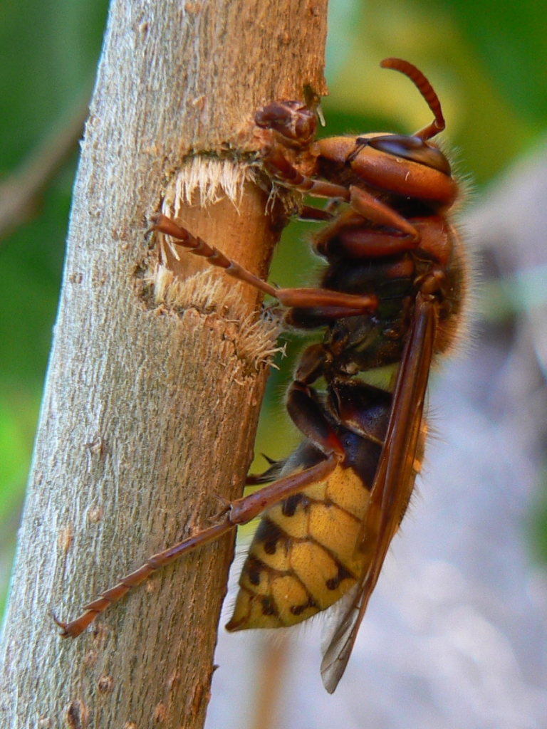 „Osa z piekła rodem” lada chwila pojawi się w Holandii. A może już tutaj jest? 11 European hornet lateral view