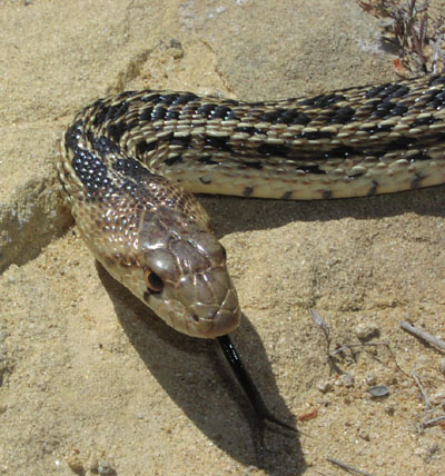 Na wybrzeżu Holandii zaroiło się od węży! 12 Gopher snake1