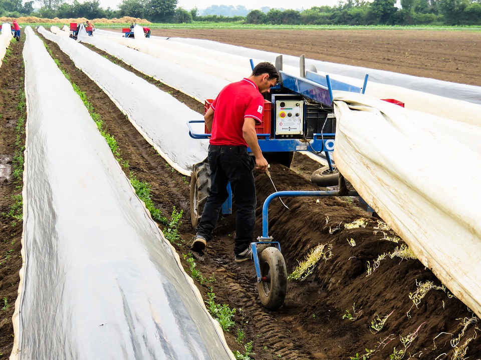 'Białe złoto' Holandii: 10 ciekawostek, prawd i mitów o szparagach 30 asparagus 1424527 960 720