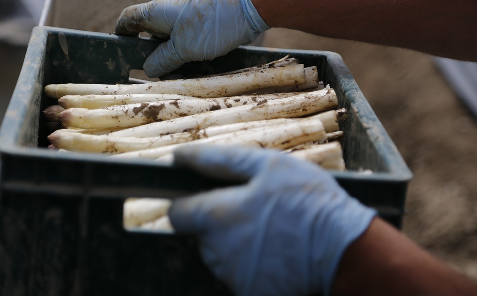 'Białe złoto' Holandii: 10 ciekawostek, prawd i mitów o szparagach 15 asparagus 489692 960 720