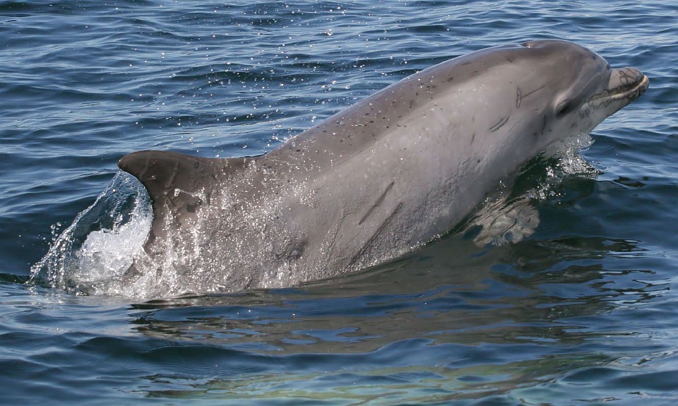 29. Dolfinarium 10 bottlenose dolphin 590553 960 720