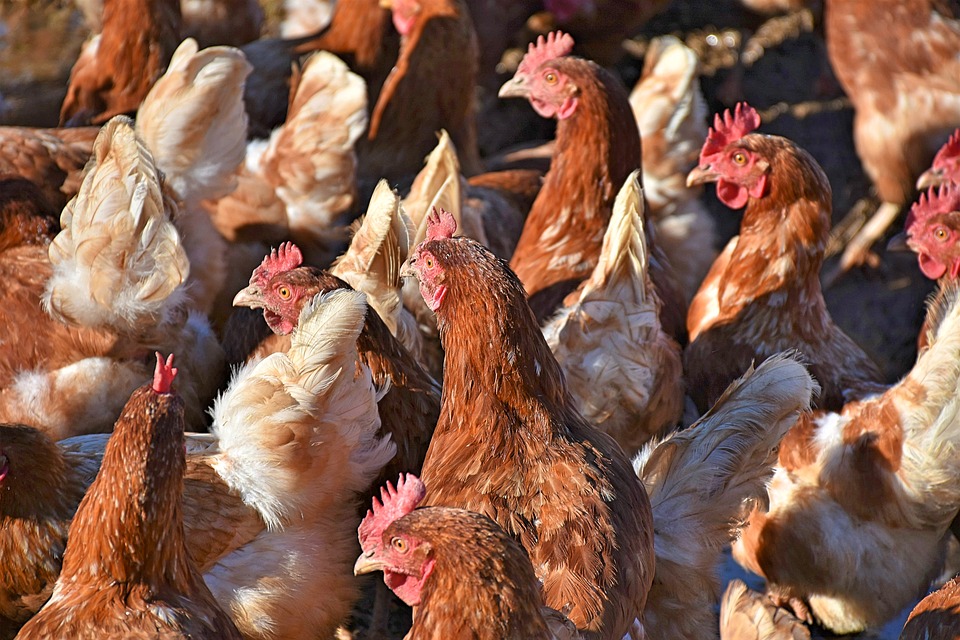 Lepiej trzymaj kota w domu, bo może przywlec koronawirusa! 14 chickens 3949199 960 720