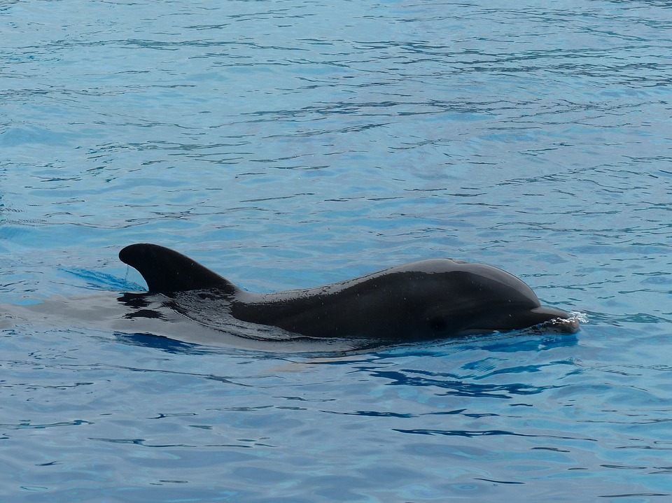 Niezwykłe: Delfin butlonosy pojawił się w... Amsterdamie! 12 dolphin 2687045 960 720