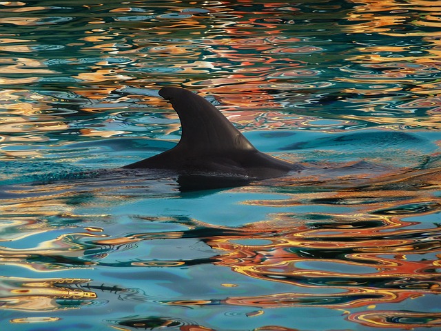 Niezwykłe: Delfin butlonosy pojawił się w... Amsterdamie! 11 dolphin 941476 640
