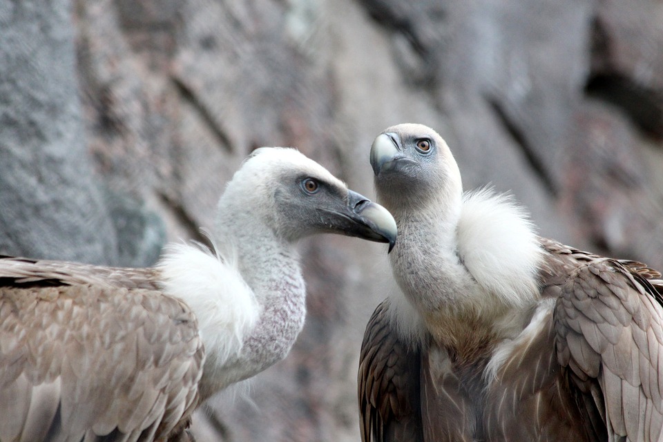 griffon vulture 2011890 960 720