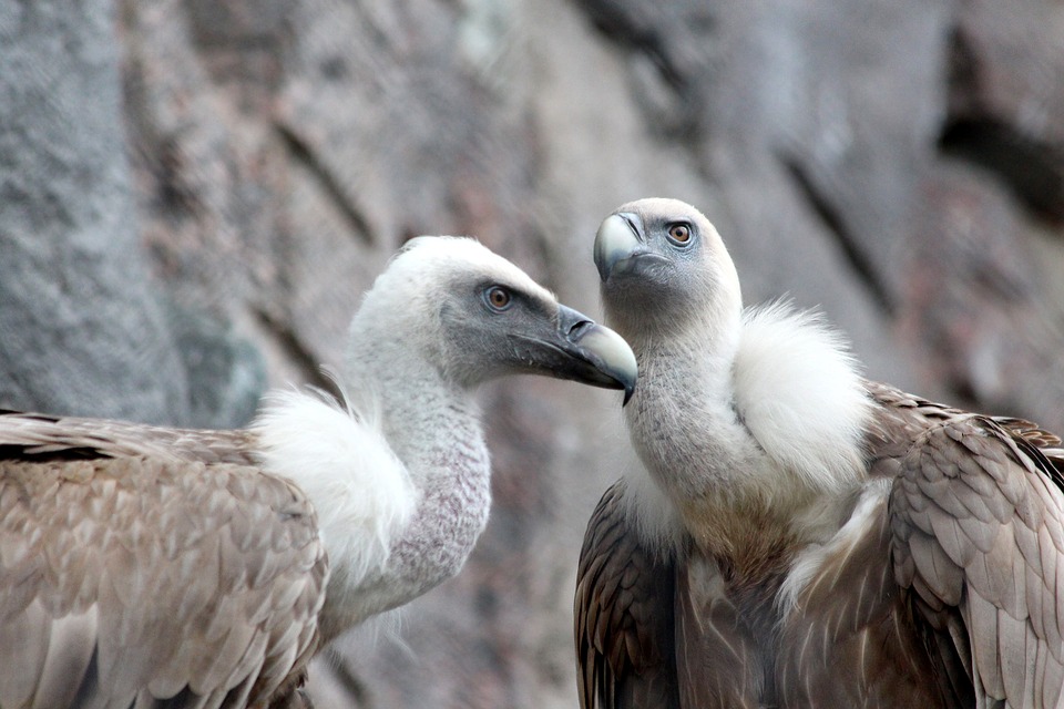 Niespotykane: W Holandii pojawiły się... sępy płowe! 11 griffon vulture 2011890 960 720