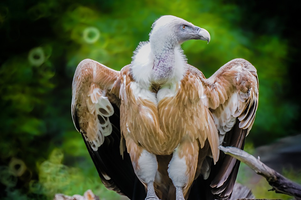 Niespotykane: W Holandii pojawiły się... sępy płowe! 10 griffon vulture 4212801 960 720