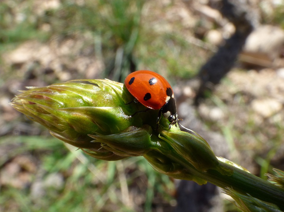 'Białe złoto' Holandii: 10 ciekawostek, prawd i mitów o szparagach 16 ladybug 2133551 960 720