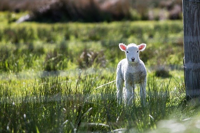 Dziesiątki owiec zagryzionych na śmierć w Brabancji 10 lamb 1081950 640