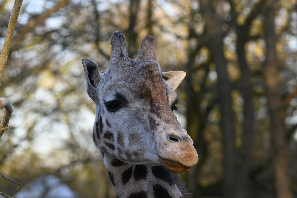 13. Ouwehands Dierenpark 10 oh1