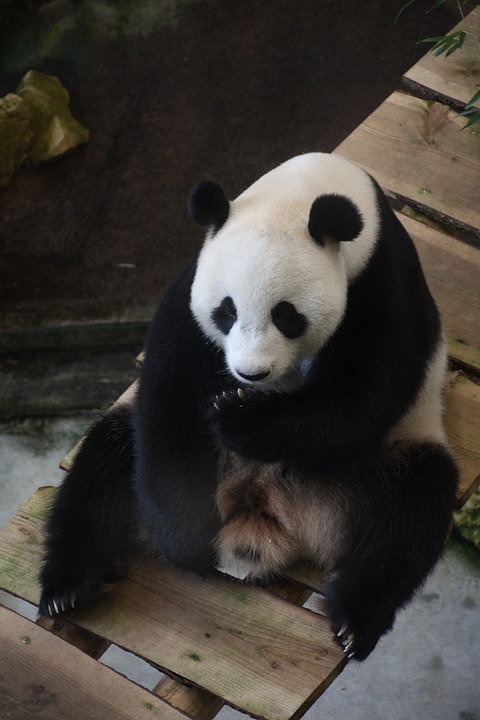 13. Ouwehands Dierenpark 11 oh3