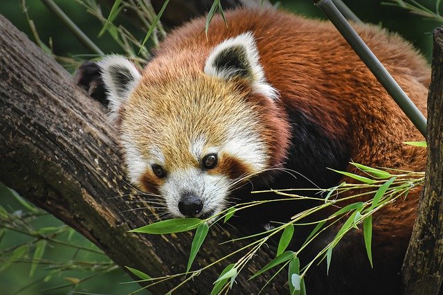 Unikalne narodziny w Ouwehands Dierenpark 11 pandaczerwona
