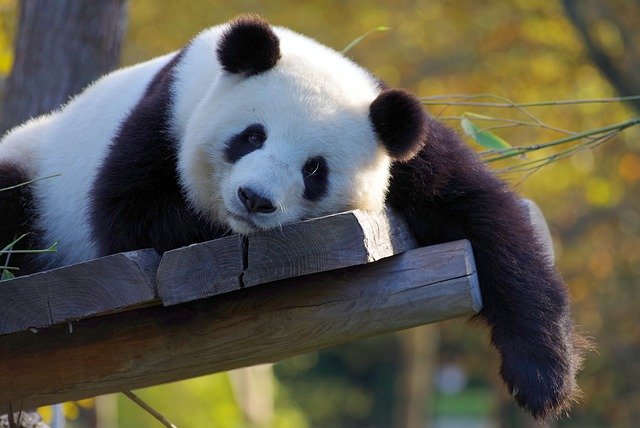 Unikalne narodziny w Ouwehands Dierenpark 10 pandanormalna