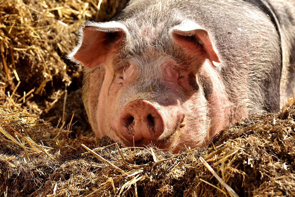 Lepiej trzymaj kota w domu, bo może przywlec koronawirusa! 13 pig 2189566 960 720