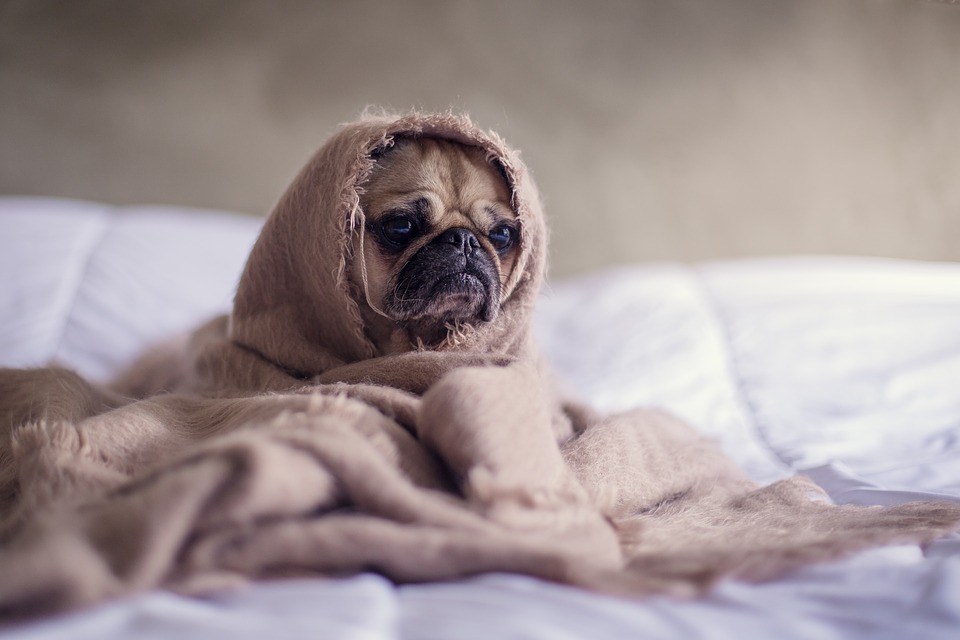 Lepiej trzymaj kota w domu, bo może przywlec koronawirusa! 12 pug 1210025 960 720