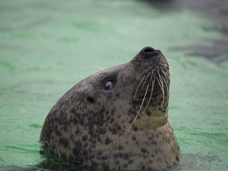 29. Dolfinarium 11 seal 1412017 960 720