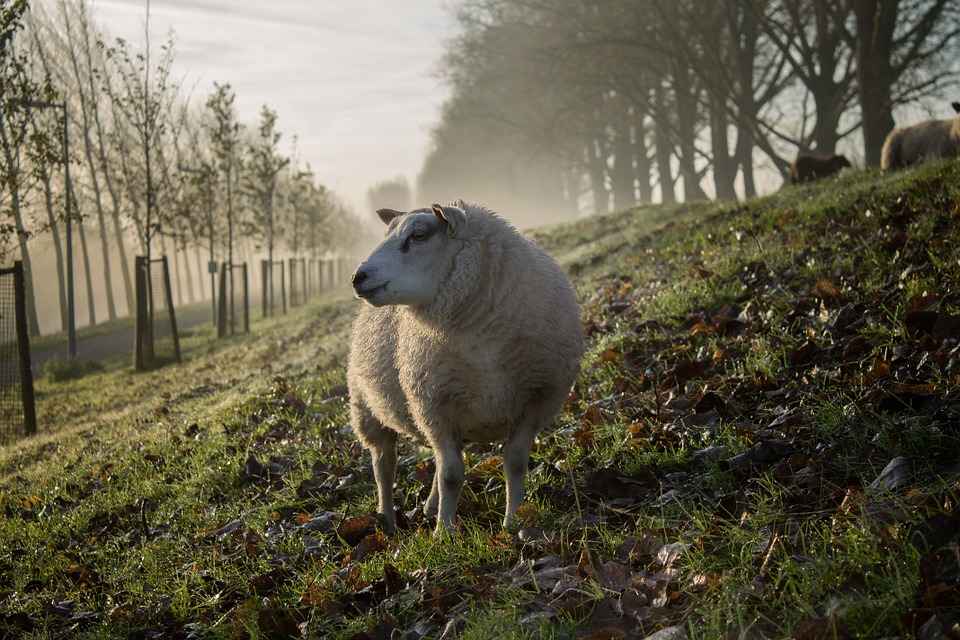 Dziesiątki owiec zagryzionych na śmierć w Brabancji 11 sheep 864384 960 720