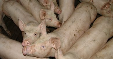 Holandia rzeźnia koronawirus 2020