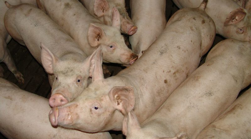 Holandia rzeźnia koronawirus 2020