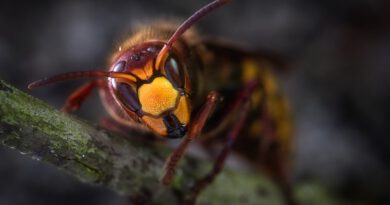Holandia szerszeń azjatycki plaga zagrożenie 2020