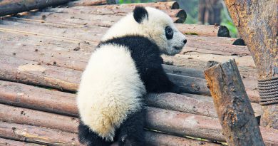 panda wielka urodziny Holandia 2020