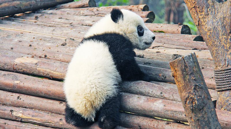 panda wielka urodziny Holandia 2020