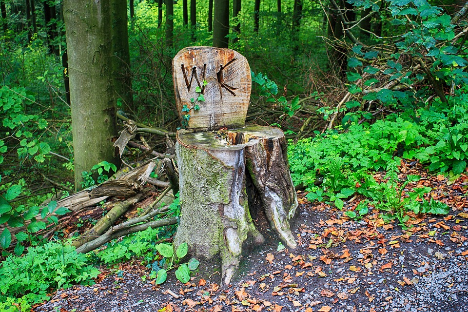 Efekt uboczny obostrzeń antywirusowych w Holandii: „Wszyscy robią to w krzakach!” 12 trail 2764954 960 720
