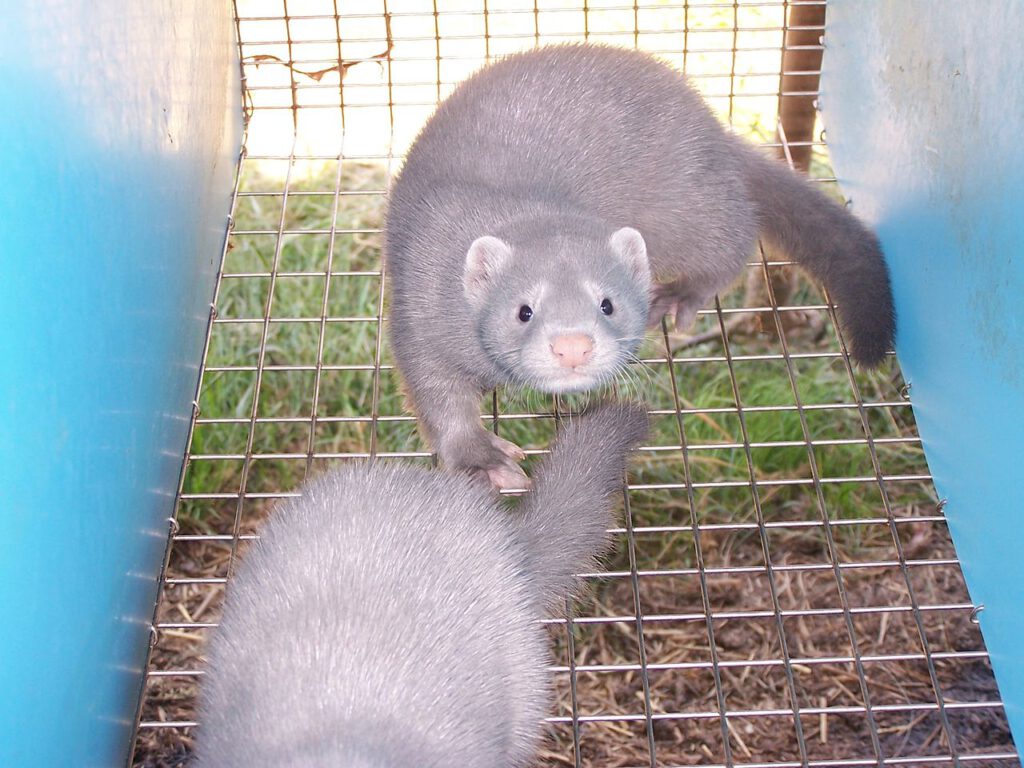1280px American Mink Silverblue in Cage