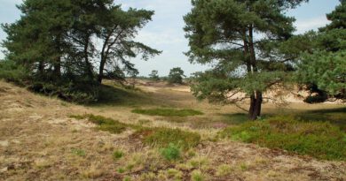 Holandia Drenthe atrakcje wakacje ciekawostki