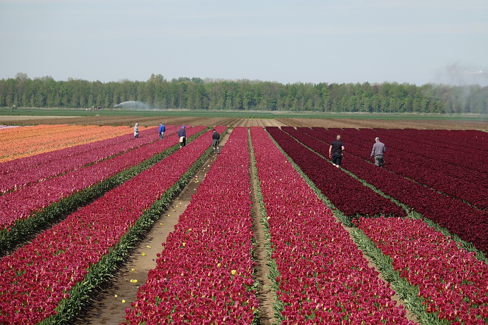 Holenderscy pracodawcy: "Płace muszą spaść!" 10 tulips 5104317 960 720