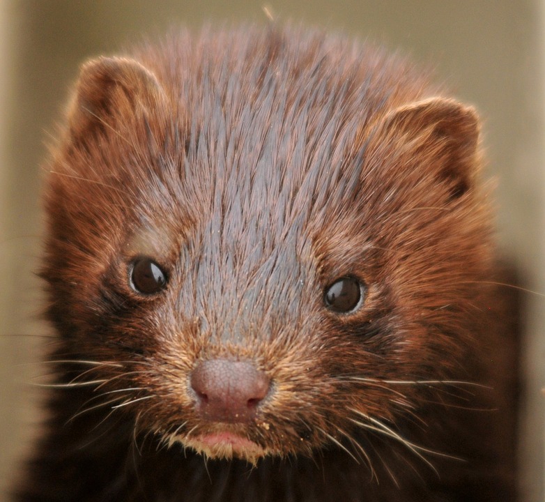Jeszcze chwila, i w Holandii wybiją wszystkie hodowlane norki! 10 mink 934581 960 720