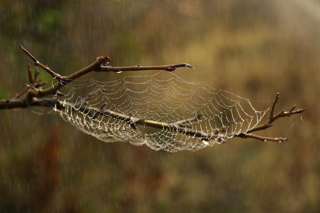 Dramatyczne wieści dla osób spędzających wakacje w Holandii! 9 spider web 3769149 1280