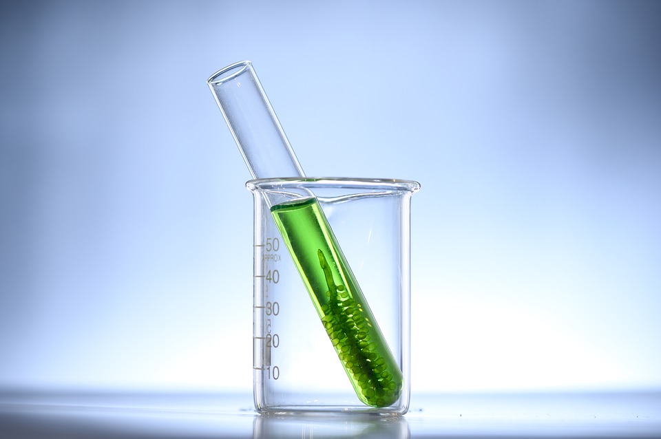 Uwaga na sinice! Zobacz, gdzie w Holandii można jeszcze bezpiecznie wejść do wody 9 algae bloom 4402812 960 720