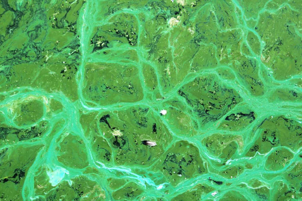 Uwaga na sinice! Zobacz, gdzie w Holandii można jeszcze bezpiecznie wejść do wody 8 cyanobacteria 4469840 1280