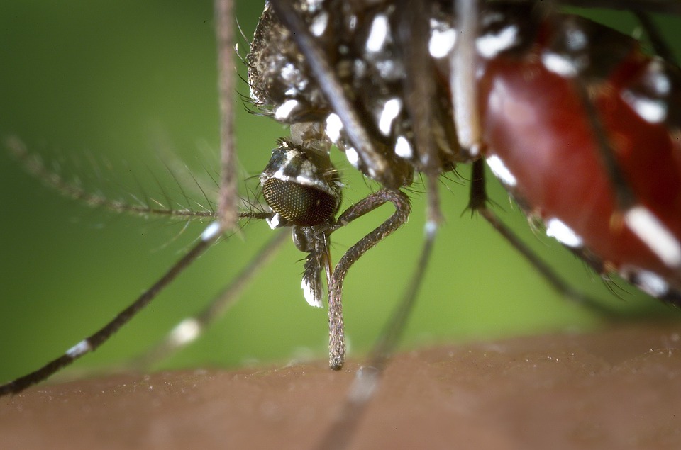 Komar tygrysi obecny już w 5 gminach w Holandii! 8 mosquito 1301764 960 720