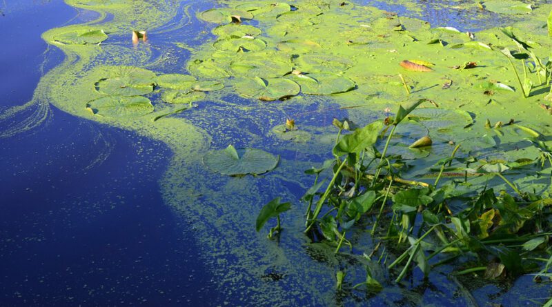 Holandia sinice algi cyjanobakterie 2020